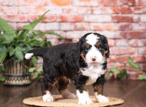 tri-colored mini bernedoodle near Chicago Illinois