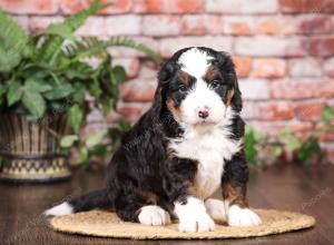 tri-colored mini bernedoodle near Chicago Illinois