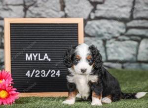 F1 mini bernedoodle near Chicago Illinois