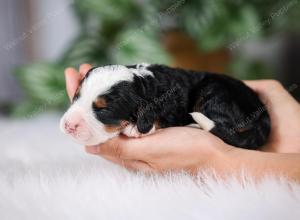 F1 mini bernedoodle near Chicago Illinois