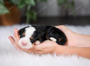 F1 mini bernedoodle near Chicago Illinois