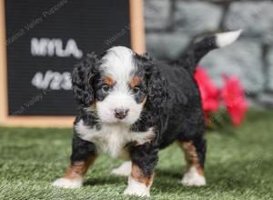 F1 mini bernedoodle near Chicago Illinois