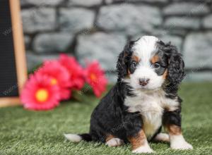 F1 mini bernedoodle near Chicago Illinois