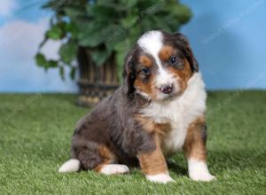 F1 mini bernedoodle near Chicago Illinois