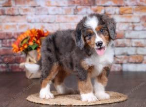 F1 mini bernedoodle near Chicago Illinois