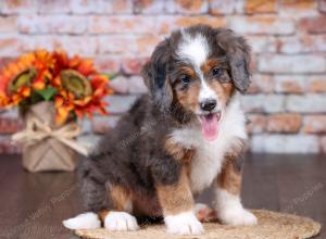 F1 mini bernedoodle near Chicago Illinois