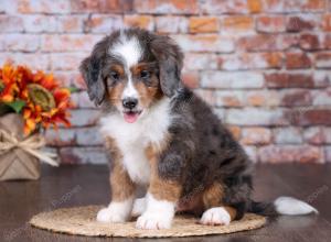 F1 mini bernedoodle near Chicago Illinois