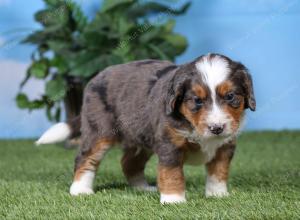 F1 mini bernedoodle near Chicago Illinois