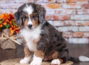 F1 mini bernedoodle near Chicago Illinois