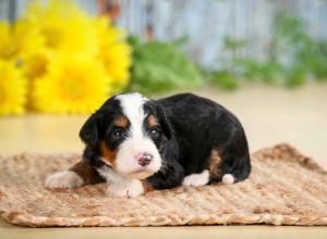 tri-colored male standard bernedoodle near Chicago Illinois