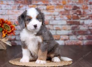 F1 mini bernedoodle near Chicago Illinois