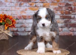 F1 mini bernedoodle near Chicago Illinois