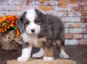 F1 mini bernedoodle near Chicago Illinois