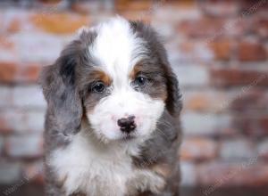 F1 mini bernedoodle near Chicago Illinois