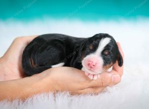 tri-colored female standard bernedoodle near Chicago Illinois