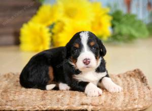 tri-colored female standard bernedoodle near Chicago Illinois