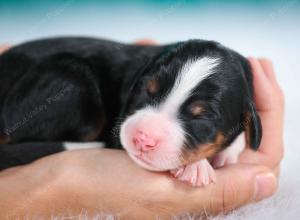 tri-colored female standard bernedoodle near Chicago Illinois