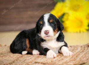 tri-colored female standard bernedoodle near Chicago Illinois