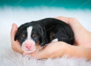 tri-colored female standard bernedoodle near Chicago Illinois