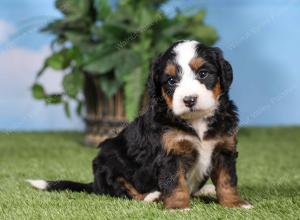 F1 mini bernedoodle near Chicago Illinois