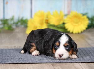 F1 mini bernedoodle near Chicago Illinois