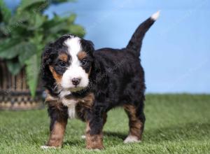 F1 mini bernedoodle near Chicago Illinois