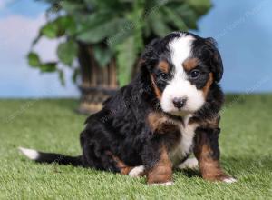 F1 mini bernedoodle near Chicago Illinois