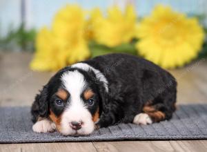 F1 mini bernedoodle near Chicago Illinois