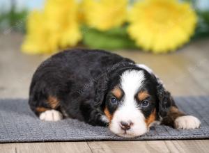 F1 mini bernedoodle near Chicago Illinois