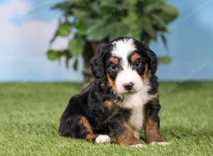 F1 mini bernedoodle near Chicago Illinois