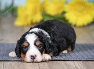 F1 mini bernedoodle near Chicago Illinois