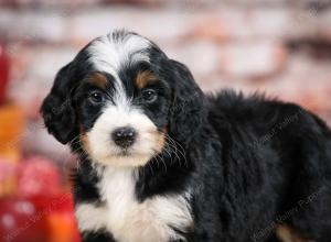 tri-colored female standard bernedoodle near Chicago Illinois