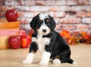 tri-colored female standard bernedoodle near Chicago Illinois