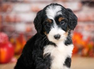 tri-colored female standard bernedoodle near Chicago Illinois