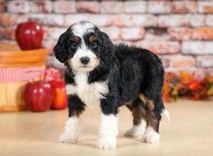 tri-colored female standard bernedoodle near Chicago Illinois