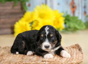 tri-colored male standard bernedoodle near Chicago Illinois