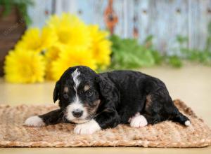 tri-colored male standard bernedoodle near Chicago Illinois