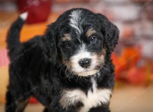 tri-colored male standard bernedoodle near Chicago Illinois