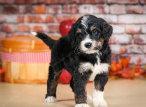 tri-colored male standard bernedoodle near Chicago Illinois