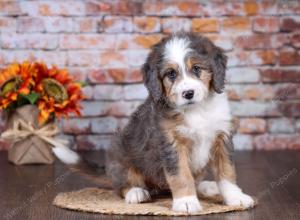 F1 mini bernedoodle near Chicago Illinois