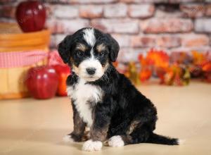 tri-colored male standard bernedoodle near Chicago Illinois