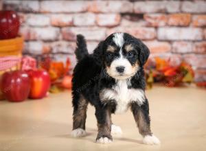 tri-colored male standard bernedoodle near Chicago Illinois