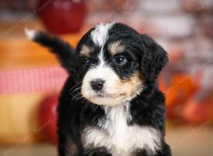 tri-colored male standard bernedoodle near Chicago Illinois