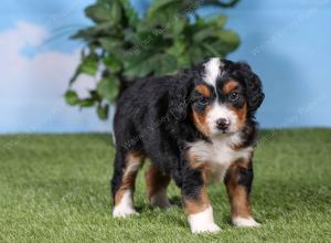 F1 mini bernedoodle near Chicago Illinois