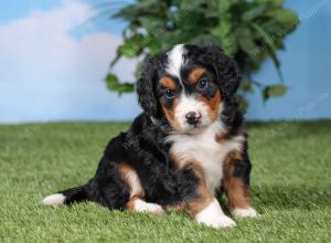 F1 mini bernedoodle near Chicago Illinois