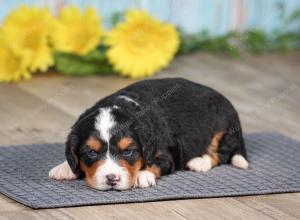 F1 mini bernedoodle near Chicago Illinois