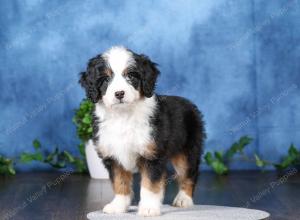 tri-colored mini bernedoodle near Chicago Illinois