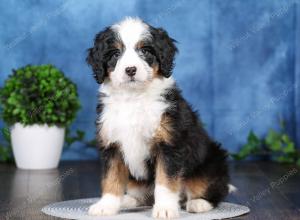 tri-colored mini bernedoodle near Chicago Illinois