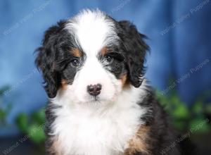 tri-colored mini bernedoodle near Chicago Illinois