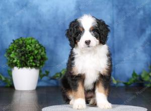 tri-colored mini bernedoodle near Chicago Illinois